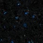 blue polare extra