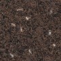 brown pearl