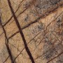 rain forest brown