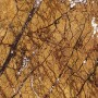 rain forest gold